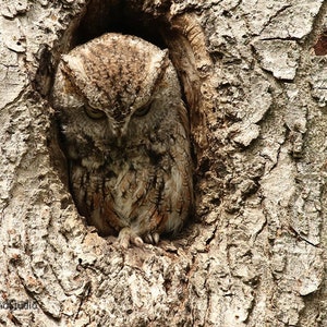 Puede incluir: Un búho marrón y gris con ojos amarillos está posado dentro de una cavidad de árbol. Las plumas del búho están erizadas y sus ojos están muy abiertos, lo que le da un aspecto sorprendido.