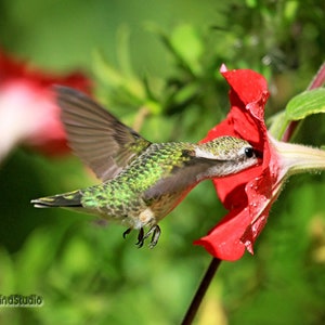 Ruby Throated Hummingbird Photo | Fine Art Garden Photograph | Red Petunia Bird Art | Flower Décor | Bird and Bloom | Green Red Nature Print