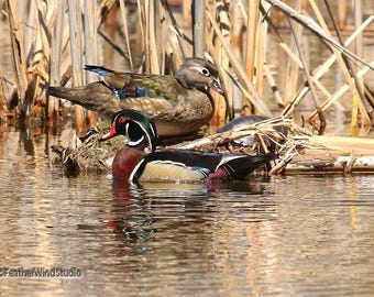 Wood Duck Photo | Nursery Kids Room Wildlife Wall Art | Bird and Turtle on Log | Cute Wall Décor | Nature Art | Animal Friends Print | Ducks