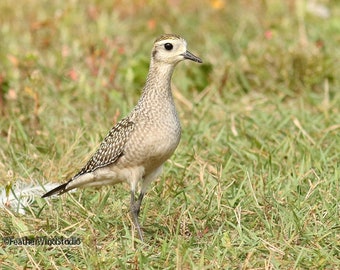 American Golden Plover Photo | Shorebird Photography | Home Office Wall Hanging | Birder Gift | FeatherWindStudio | Grassland Bird Art Print