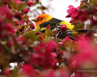 Impresión de tangara occidental / Arte de pared de aves de primavera / Decoración de pájaros y flores / Fotografía de naturaleza / FeatherWindStudio / Observación de aves / Foto de tangara