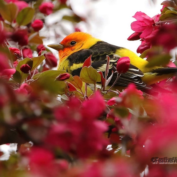 Western Tanager Print | Spring Bird Wall Art | Songbird and Flower Décor | Nature Photography | FeatherWindStudio | Birding | Tanager Photo