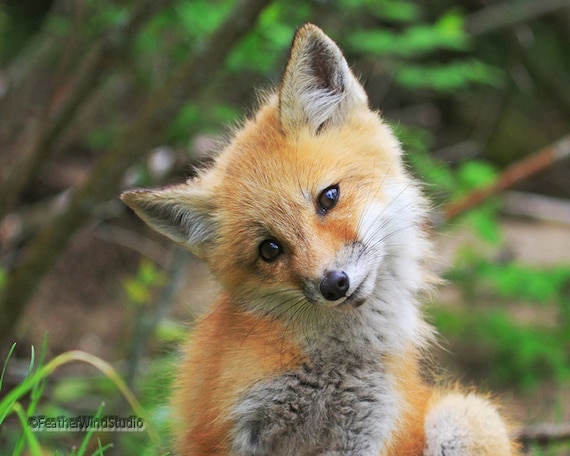 Cute Baby Animal Photo Red Fox Kit Print Nursery Babies - Etsy