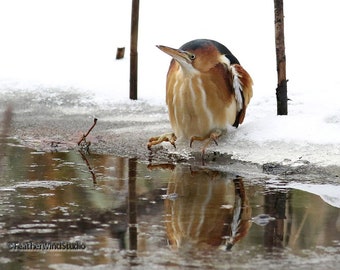 Least Bittern Photo | Wading Bird Decor | Nature Art | Winter Birding | FeatherWindStudio | Bird Lover Wall Hanging | Bittern in Snow Print