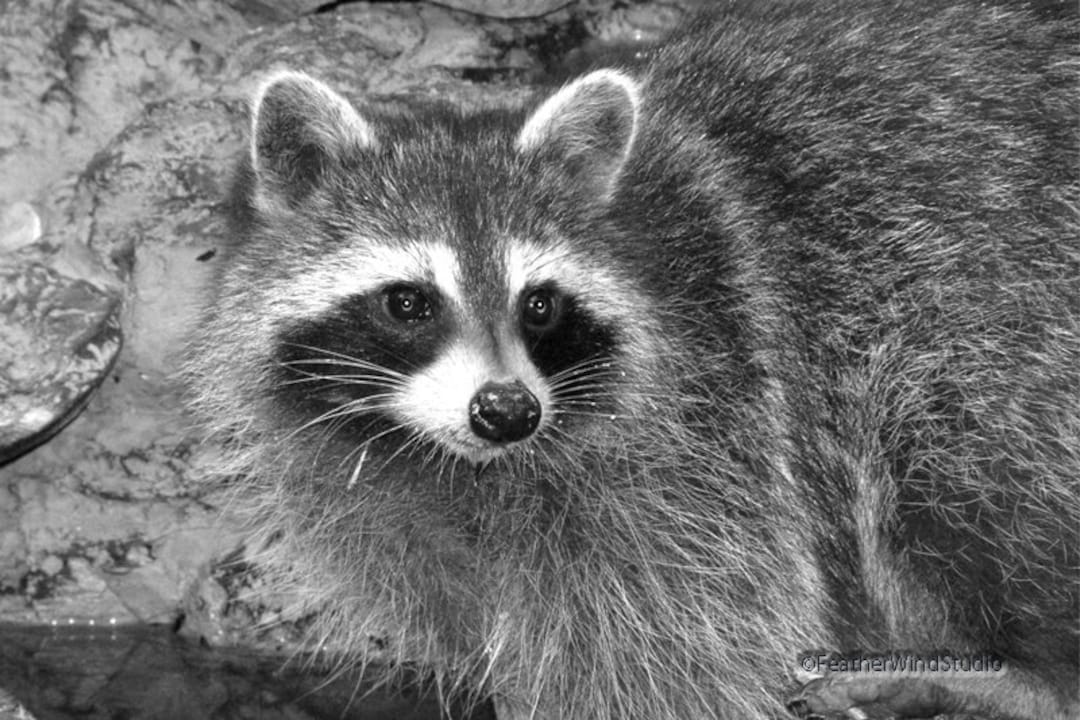 Black and White Raccoon Photo | Nature Photography | Animal Wall