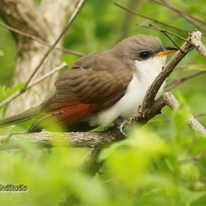 Puede incluir: Un ave marrón y blanca con cabeza gris y pico naranja se posa en una rama. Las alas del ave son marrones y su cola tiene detalles rojos. El follaje verde rodea al ave, creando un entorno natural.