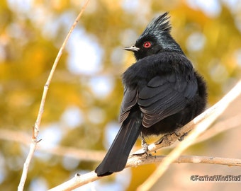 Phainopepla Photo | Bird Photography | New Mexico Wall Décor | Nature Home Décor | FeatherWindStudio | Black Bird Photo | Waxwing Art Print