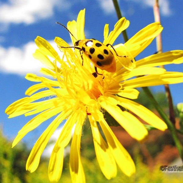 Spotted Cucumber Beetle Photo | Yellow Wall Art | Insect Bug Photography | Child Nursery Home Décor | Hawkweed Wildflower Pic | Nature Print