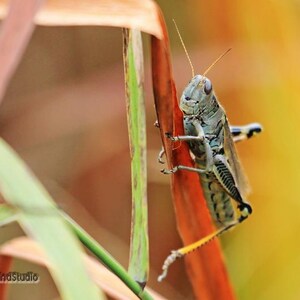 Könnte beinhalten: Nahaufnahme einer Heuschrecke, die auf einem roten und grünen Pflanzenstiel sitzt. Die Heuschrecke hat einen grau-schwarzen Körper mit langen Fühlern und gelben Beinen. Der Hintergrund ist ein verschwommener Mix aus Orange und Gelb.