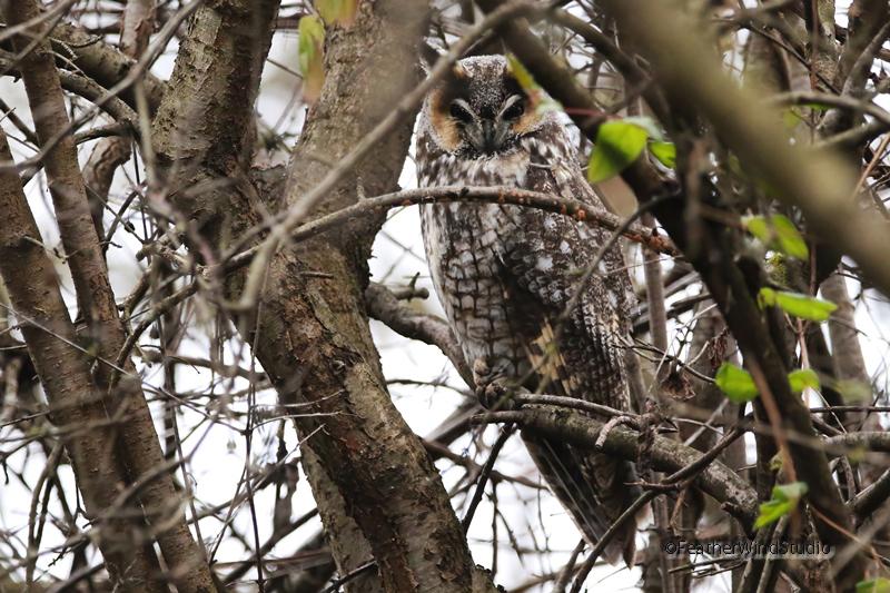 Long Eared Owl Photo | Owl Wall Décor | Bird Wall Hanging | Raptor Photograph | Home Office S