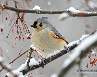 Tufted Titmouse Photo | Winter Bird Snow Photography | Gray Nature Home Cabin Art Décor | Wildlife | Bird Watcher Gift | Backyard Songbird