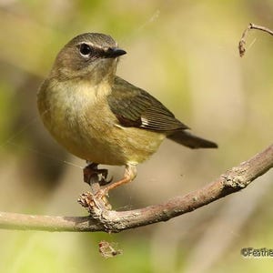 Könnte beinhalten: Ein kleiner Vogel mit olivgrünem und beigem Gefieder sitzt auf einem braunen Ast. Der Vogel hat ein dunkles Auge und einen dunklen Schnabel mit einem kleinen Schwanz. Der Hintergrund ist ein weiches, verschwommenes Grün.