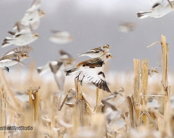 Snow Bunting Photo | Arctic Bird Photography | Flying Birds Picture | Tundra Wildlife | Winter Wall Art | White Nature Décor | Bunting Print