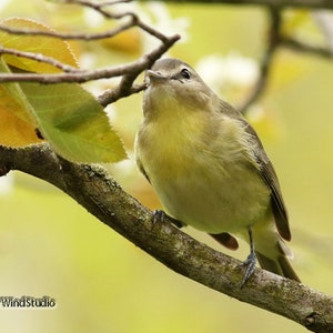 Philadelphia Vireo Foto / Bosque Pájaro Fotografía / Amarillo Pájaro Arte / Naturaleza / Bird Watcher Gift Idea / FeatherWindStudio / Vireo Art Print