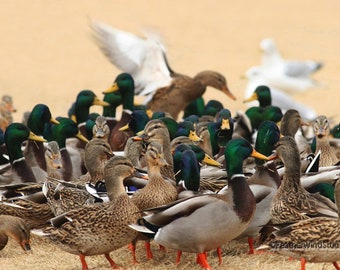 Mallard Ducks Photograph | Water Birds | Bird Lover Art | Nursery Wall Photo | Cute Birds Home Office Decor | Nature Art Gift | Ducks Print