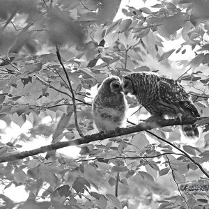 Barred Owl Photo | Two Owls | Black and White Nature Photography | Mother and Young Owlet | Love Birds | Two Kissing Owls | Raptor Art Print