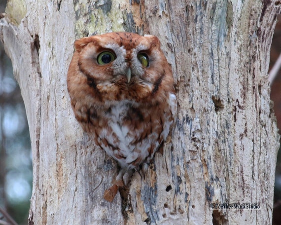 Screech Owl Photo Nature Home Office Decor Owl In Dead Etsy
