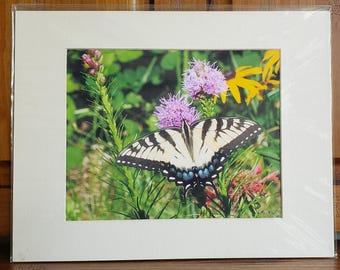 Tiger Swallowtail Butterfly Photo | Insect Print | Nature Lover Gift | Garden Art | 11x14 Matted Art Print | Pink Flower Home Office Décor