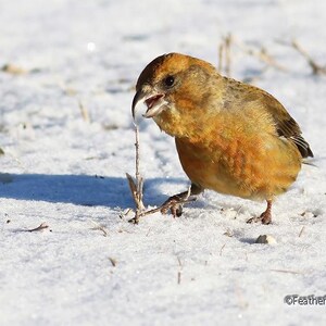 Könnte beinhalten: Ein brauner und orangefarbener Vogel mit einem weißen Schnabel sitzt auf einer schneebedeckten Oberfläche. Der Vogel schaut nach links und scheint etwas zu fressen.