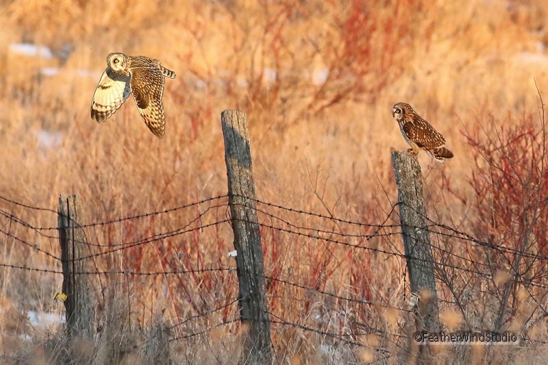 Short Eared Owl Print | Owl in Flight | Owl on Post | Unique Owl Home Office Décor | Farm Art