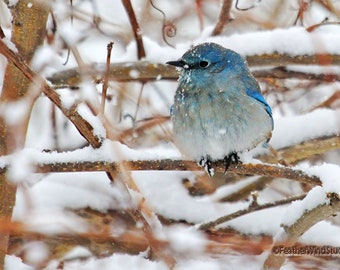May include: A small, blue bird with a black beak and feet perches on a snow-covered branch. The bird's feathers are a mix of blue and grey, and it is surrounded by snow-covered branches. The image is a close-up shot, with a soft focus on the bird.