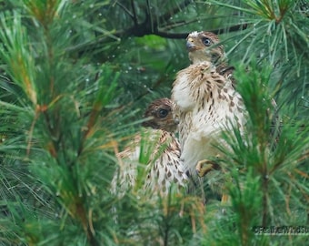 Coopers Hawks Photo | Raptor Photography | Snuggling Hawks Art Print | Nature Wall Hanging | Fledgling Birds Wall Décor | Bird of Prey