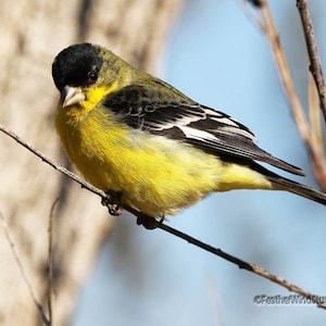 Può includere: Un piccolo uccello giallo con segni neri e bianchi appollaiato su un ramo. L'uccello ha la testa nera e il corpo giallo con strisce nere.