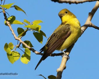 Scarlet Tanager Photo | Summer Bird Artwork | Nature Décor | Yellow Songbird Art | Home Office Wall Art | FeatherWindStudio | Tanager Print