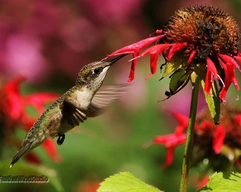 Ruby Throated Hummingbird Photo | Fine Art Garden Photography | Bee Balm Flower Décor | Bird and Bloom | Hummer | Red and Green Nature Print