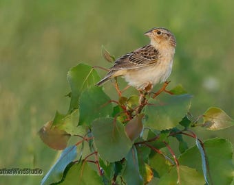 Grasshopper Sparrow Print | Grassland Prairie Bird | Bedroom Bathroom Home Office Wall Art | Feather Wind Studio | Nature | Wildlife Decor