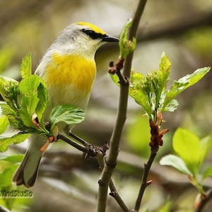 Könnte beinhalten: Ein kleiner gelber und grauer Vogel mit schwarzem Auge sitzt auf einem Zweig mit grünen Blättern. Der Vogel hat eine gelbe Brust und einen grauen Kopf.