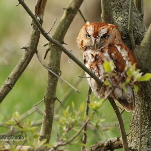 Puede incluir: Primer plano de un búho marrón y blanco posado en una rama de árbol. El búho tiene una expresión severa y está rodeado de ramas y follaje verde. El fondo está borroso, lo que sugiere un entorno natural al aire libre.