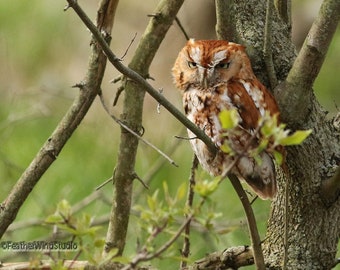 Screech Owl Photo | Nature Home Office Décor | Red Morph Owl | Wildlife Photography | Bird Wall Art | FeatherWindStudio | Red Bird Art Print