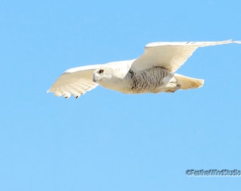 Snowy Owl in Flight | Flying Bird Photography | Sky Blue and White Home Office Decor | Owl Lover Gift | FeatherWindStudio | White Owl Print