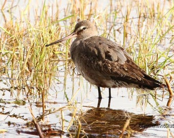 Hudsonian Godwit Photo | Shorebird Art | Shore Bird Wall Décor | Bird Lover Print | FeatherWindStudio | Wildlife Print | Birder Photography