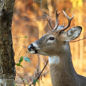 Buck Deer Photo | White Tailed Deer Art | Nature Photography | Autumn Home Office Décor | Kids Bedroom Art | Hunter Gift Idea | Buck Print