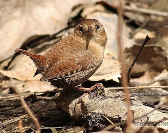 Foto de Winter Wren / Fotografía de aves / Northern Woodland Songbird / Observación de aves / Decoración de pared marrón / FeatherWindStudio / Winter Wren Art Print