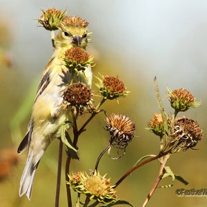 Könnte beinhalten: Ein kleiner gelber Vogel mit schwarzen Markierungen sitzt auf einem getrockneten Blütenstängel. Der Vogel blickt in die Kamera und hat den Kopf zur Seite geneigt. Der Blütenstängel ist braun und hat mehrere getrocknete Blütenköpfe.