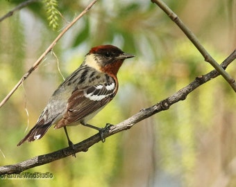 Bay Breasted Warbler Photo | Spring Bird Photography | Tawas Point State Park Birding | Michigan Décor | FeatherWindStudio | Warbler Print