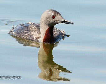 Red Throated Loon Photo | Water Bird Print | Kids Room Wall Art | Hospital Wall Décor | Wetland Wildlife | FeatherWindStudio | Loon Print