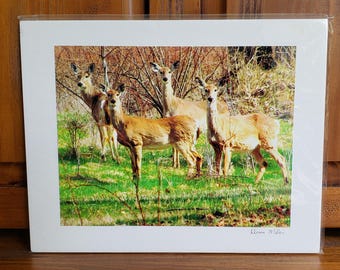 Deer Photo Print | Four Deer On Alert | Log Cabin Loft Art | Animal Home Décor | Hunter Gift Idea | Man Cave Décor | Animal | 11x14 Wall Art