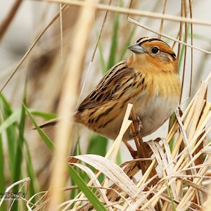 May include: A small brown and yellow bird with a long tail perched on a bed of dry brown grass.