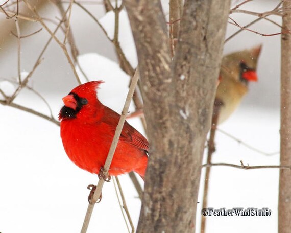 Cardinaux De Lhiver Photo Oiseau Rouge Liserés Cadeau Cardinal Mâle Et Femelle Paire Doiseaux Featherwindstudio Impression Dart