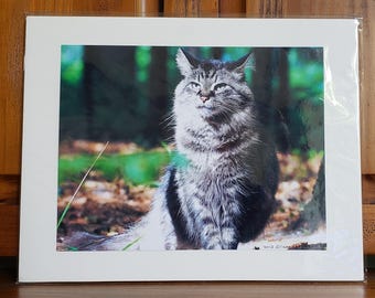 Cat Photography | Animal Photo | Tiger Cat | Pet Art | Outdoor Feral Cat Lover Wall Art | Feline | Ready to Ship | 11x14 Mounted Cat Print