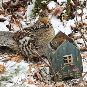 Könnte beinhalten: Ein Auerhahn steht im Schnee neben einem kleinen blauen Vogelhaus, aus dessen Öffnung ein Eichhörnchen herausschaut. Das Vogelhaus hat einen Ziegelsockel und zwei Fenster.