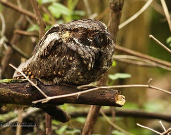Whippoorwill Print | Raptor Photography | Nature Wall Décor | Wildlife Art | Bird Of Prey Wall Hanging | Nightjar Wall Art | Nighthawk Photo