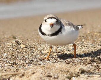 Piping Plover Photo | Shorebird Photography | Nature Summer Decor | Bird Watcher Gift | Beach Wall Art | FeatherWindStudio | Sand Bird Print