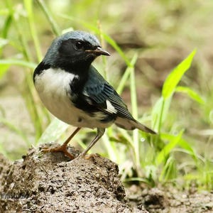 Schwarzkehl-blaue Waldsänger | Naturfotografie | Vogel-Beobachter Geschenk | Herbst Vogel Armbanduhr | FeatherWind Studio | Tropischer Vogel Druck