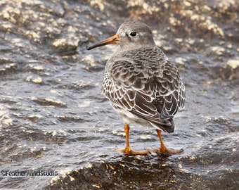 Purple Sandpiper Photo | Shorebird | Beach Decor | Plover Peep Sand Piper | Nursery Wall Hanging | Bird on Rock | Atlantic Shore Bird Print