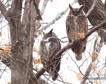 Great Horned Owls Print | Nature Wall Art | Pair of Owls | Raptor Photography | Two Owls in a Tree Art | Home Office Bird Decor | Owl Photo